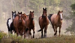 Башкирские лошади